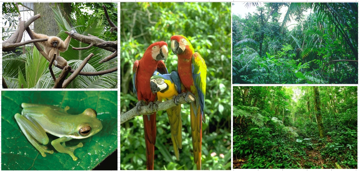https://bilingual20102016.files.wordpress.com/2013/02/habitats-tropical-rainforest.jpg